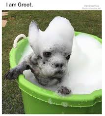 54 Funny Fresh And Fantastic Animal Memes To Get You Going Justviral Net Cute Animals Cutest Puppy Ever Funny Dogs