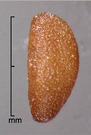 Image result for Spermacoce deserti