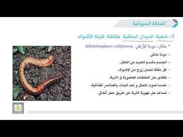 خصائص المملكة في الاحياء