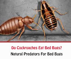 Do Cockroaches Eat Bed Bugs Getridofallthings Com