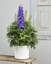 نتیجه جستجوی لغت [glitzy] در گوگل