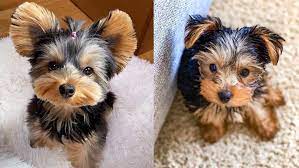 Check spelling or type a new query. Miniature Yorkie 12 Amazing Facts About Mini Yorkie Dog