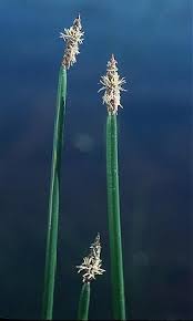 Image result for Eleocharis naumanniana