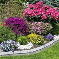 Maybe you would like to learn more about one of these? Hardy Boy Plants Denver Colorado