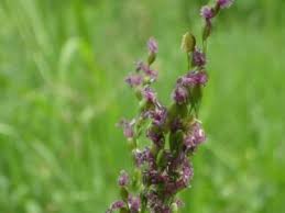 Image result for Digitaria abyssinica