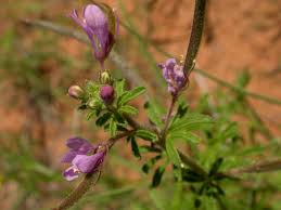 Image result for Cleome rubella
