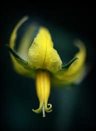 25376 Driedonks.indd