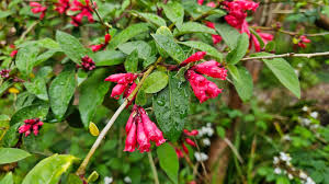 Image result for Cestrum