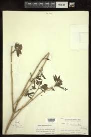 Image result for Premna hans-joachimii