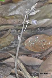 Image result for Epipogium roseum