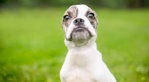 We did not find results for: Boston Terrier Mixes 20 Different Cross Breeds We Love