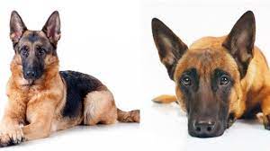Belgian malinois vs german shepherd: Belgian Malinois Vs German Shepherd Which Is The Best Family Dog All Things Dogs All Things Dogs
