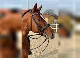 We did not find results for: Sandro Hit Oldenburger Hengst Rappe