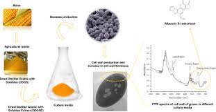 Yeast cell wall animal feed. The Production Of Yeast Cell Wall Using An Agroindustrial Waste Influences The Wall Thickness And Is Implicated On The Aflatoxin B1 Adsorption Process Sciencedirect