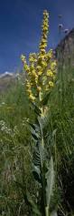 Image result for Scrophulariaceae