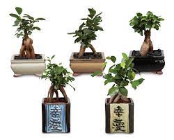 Bonsai Aldi Australia Specials Archive