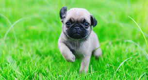 Baby Pug A Guide To How Your Pup Will Grow And Develop