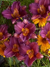 An excellent front border plant, petite but vibrant with 2 1/2 golden yellow flowers. Hemerocallis Purple D Oro Bluestone Perennials