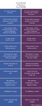 Difference Between C3 And C4 Cycle Characteristics