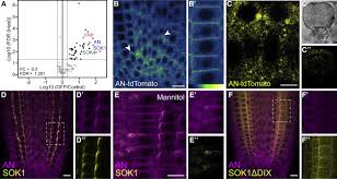 The plant cell contains a rigid cell wall. Dix Domain Polymerization Drives Assembly Of Plant Cell Polarity Complexes Sciencedirect
