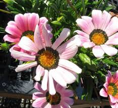 Image result for Gazania krebsiana