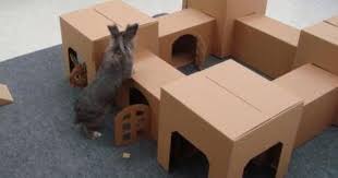 These Bored Owners Made Forts For Their Pets Pet Bunny Diy Bunny Toys Bunny Toys