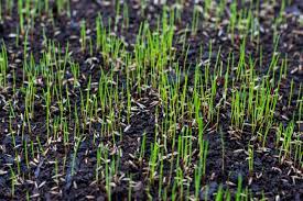 Planting Grass After Roundup