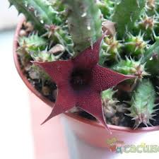 Image result for Huernia verekeri