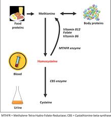 Homocysteine And Mthfr Mutations Circulation