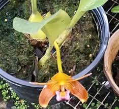 Image result for Bulbophyllum unifoliatum