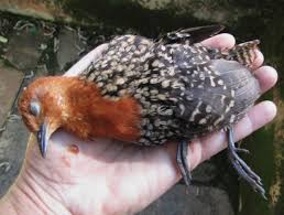 Image result for Oxyanthus pyriformis