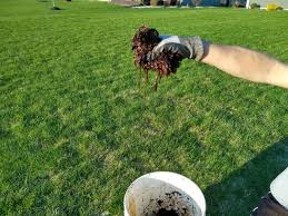 Hay, and warmer weather, like summertime and cow dung the rushing, mighty wind took the grass like a faith healer laying down a true believer and bent it back until it collapsed shaking and overwhelmed but still. 5 Reasons Compost Gets Slimy And How To Fix It Do Not Disturb Gardening