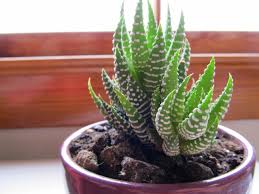 Growing aloe vera at home for natural daily skin care routine & anti aging.also, if you want to use trusted. See How To Grow Haworthia Succulents Indoors