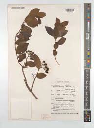 Image result for Psorospermum febrifugum