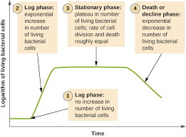 How Microbes Grow Microbiology