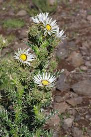 Image result for Berkheya carlinopsis