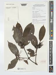 Image result for Oxyanthus speciosus