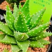 アロエの育て方 水やりや冬の管理 室内での栽培のコツは Horti ホルティ By Greensnap