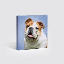 Tell us which background, or scene, you would like for your pet portrait. Pet Portraits Canvaspop