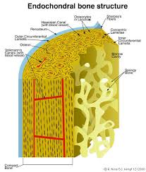 Histology Biol 4000 Lecture Notes 5b
