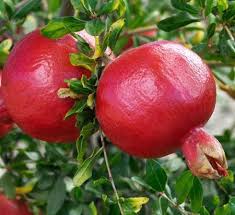 Then look for pomegranates that have deep red skin. Wonderful Pomegranate Trees For Sale Fastgrowingtrees Com