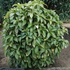 Image result for Sanchezia speciosa