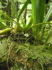 Image result for Ancistrorhynchus