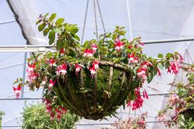 Le piante grasse pendenti con fiori sono perfette per decorare sia gli interni che gli esterni. Fiori Pendenti