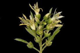 Image result for Xanthocercis zambesiaca