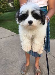 Below you will find pictures of our puppies that have sold over the past months to people in michigan. Havanese Puppies For Sale Troy Mi 236718 Petzlover