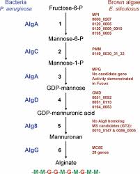 We did not find results for: The Cell Wall Polysaccharide Metabolism Of The Brown Alga Ectocarpus Siliculosus Insights Into The Evolution Of Extracellular Matrix Polysaccharides In Eukaryotes Michel 2010 New Phytologist Wiley Online Library