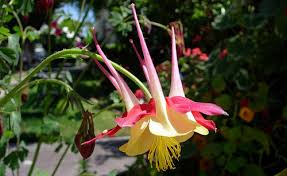 Columbine Toxic Plant Of The Week The Equinest