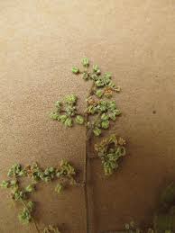 Image result for Lannea antiscorbutica