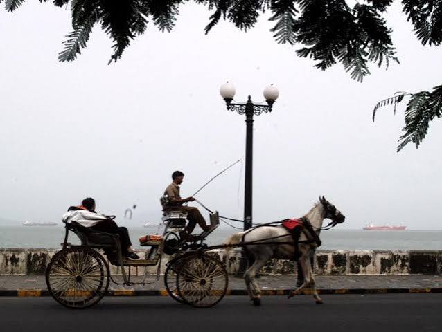 No more horse-driven carriages in Mumbai: HC - The Hindu
